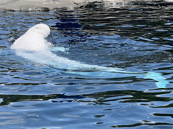 Beluga Whale