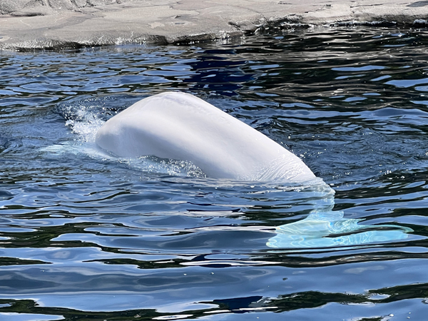 Beluga Whale