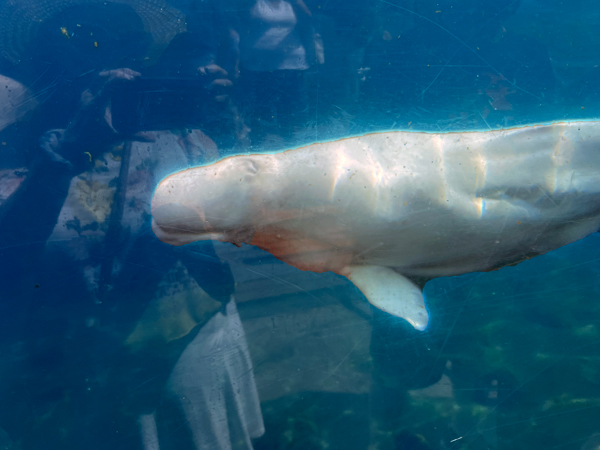 Beluga Whale