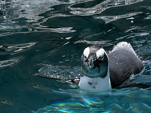 African Penguin