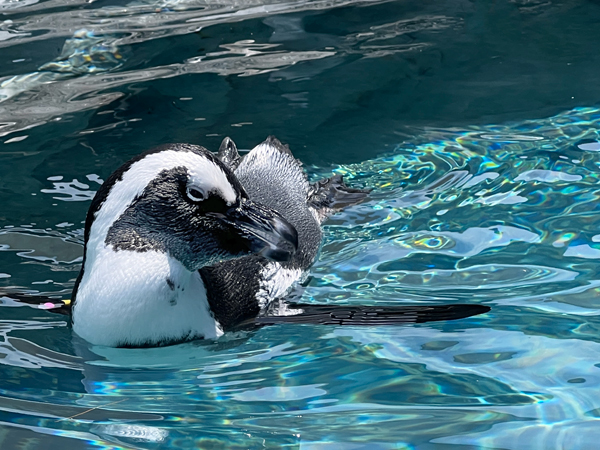 African Penguin