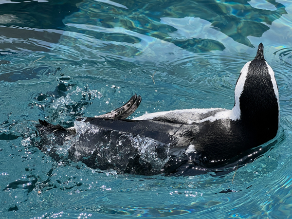 African Penguin