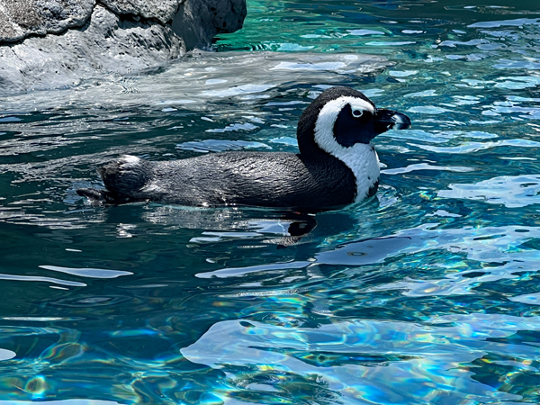 African Penguin