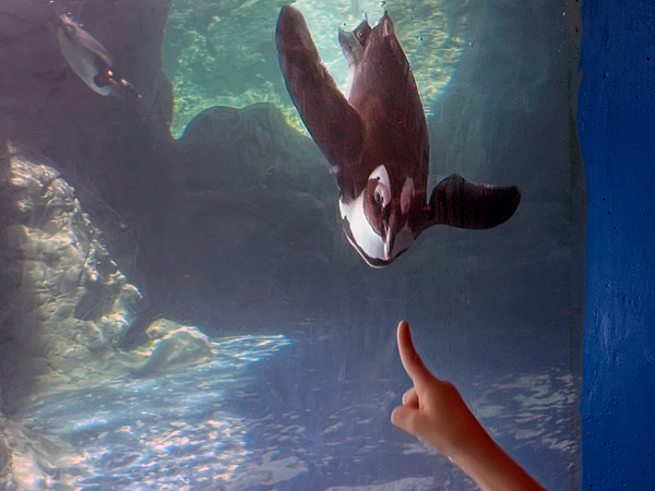 African Penguin