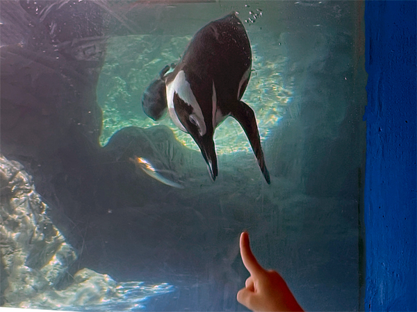 African Penguin