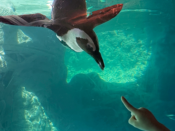 African Penguin