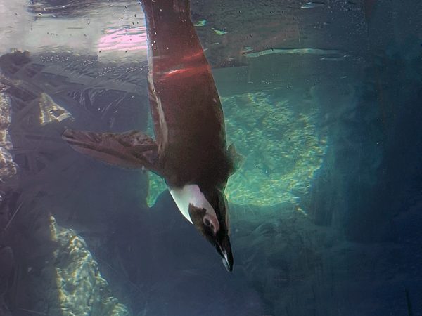 African Penguin