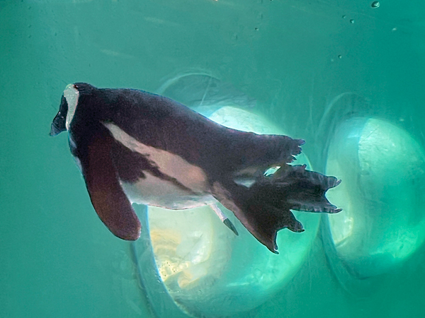 African Penguin