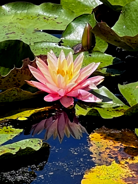 Lily Pond