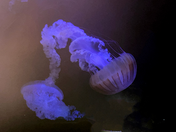 Jellies