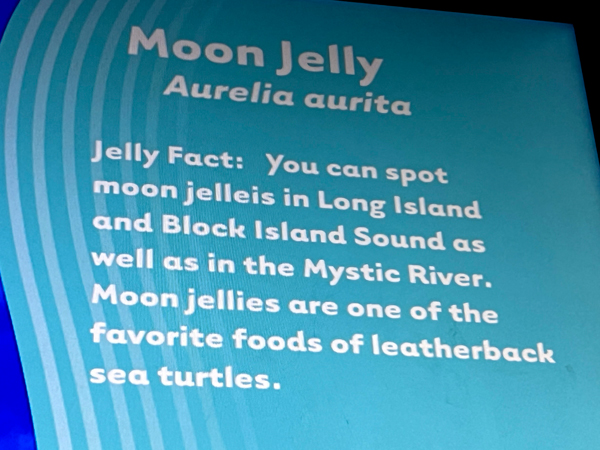 sign about Moon Jellies