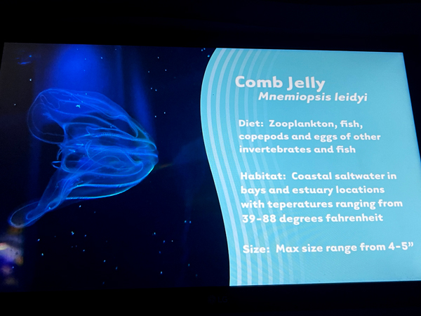 sign about Comb Jellies