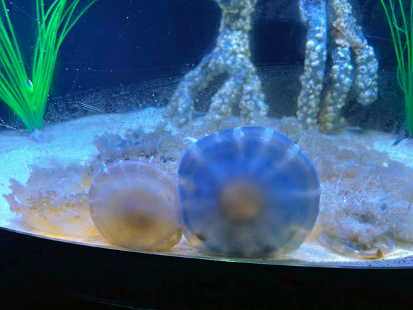 Upside-down Jellies