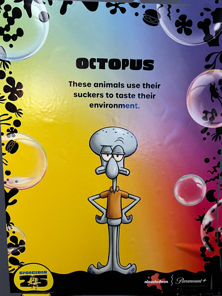 Octopus information