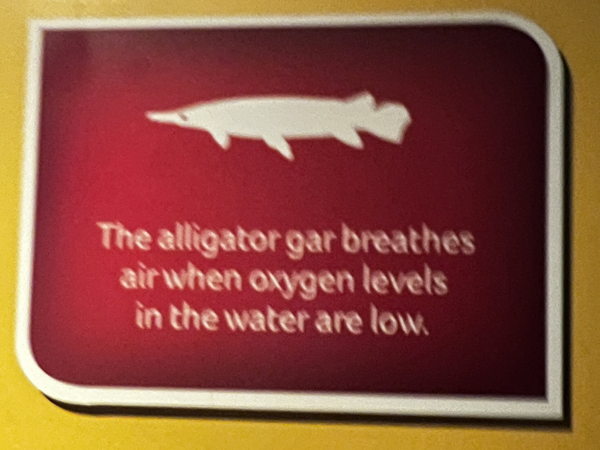 alligator gar  sign