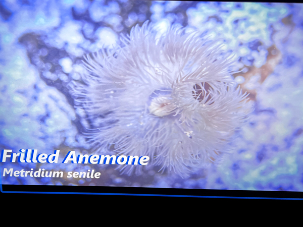 Frilled Anemone sign