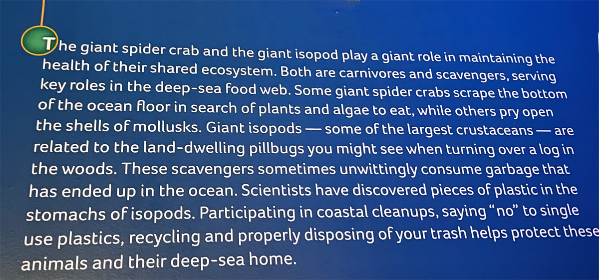 sign about giant spider crabs