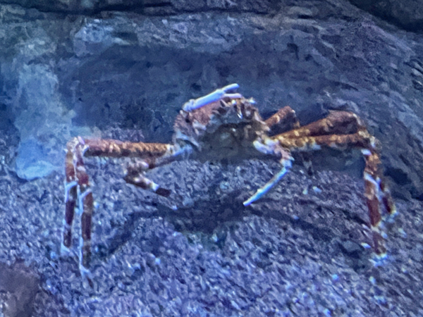  giant spider crab