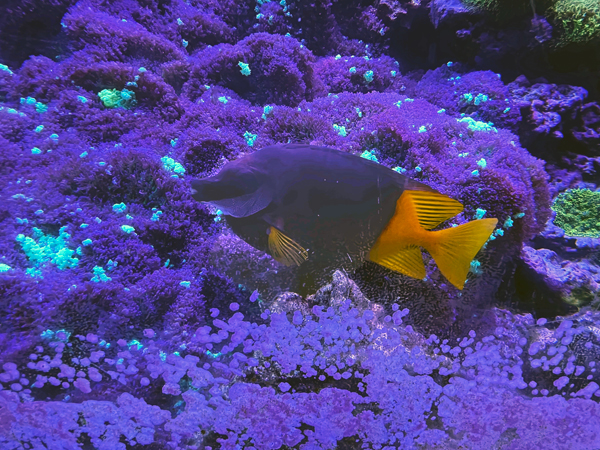 colorful fish