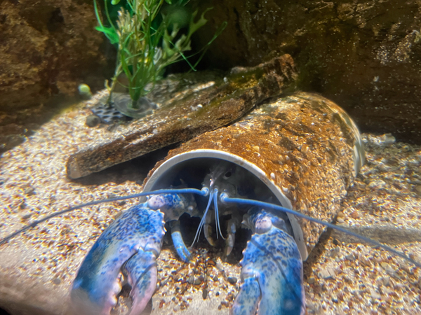 Blue Lobster