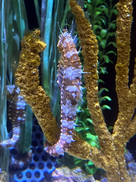 sea dragon