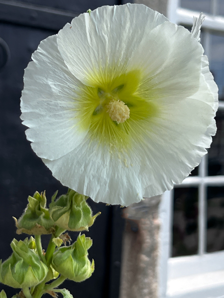 flower at Mystic Village