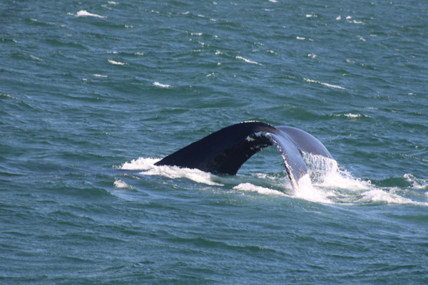 Whale Tail