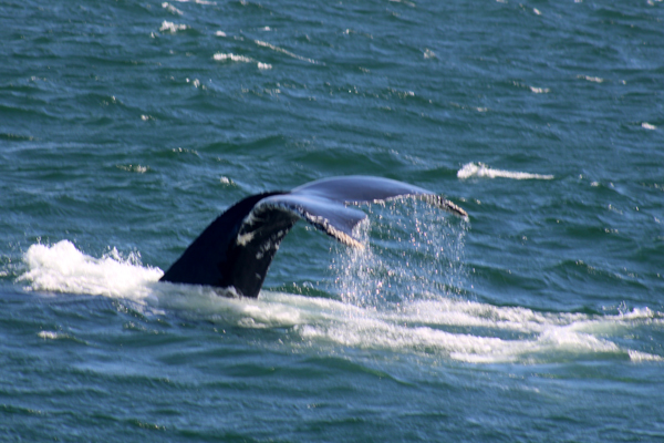 Whale Tail