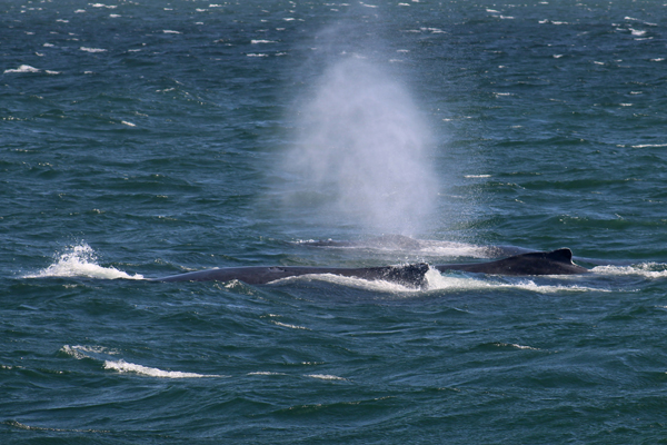 two whales