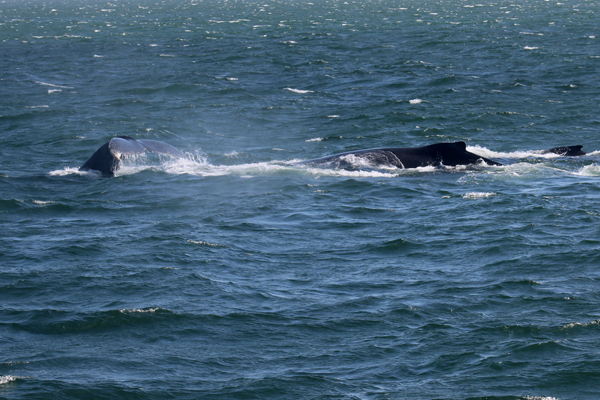 Whale Tail and another whale