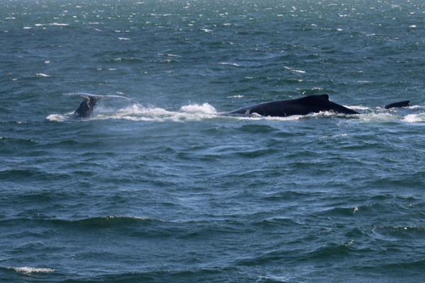 Whale Tail and another whale