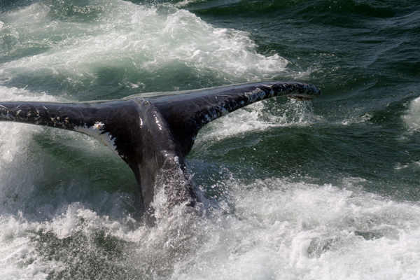 Whale Tail