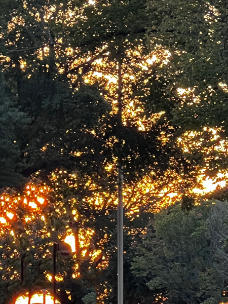 Sunset seen through the trees