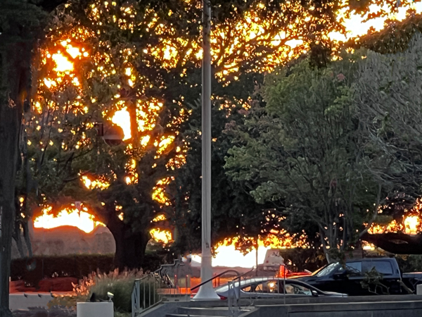 Sunset seen through the trees