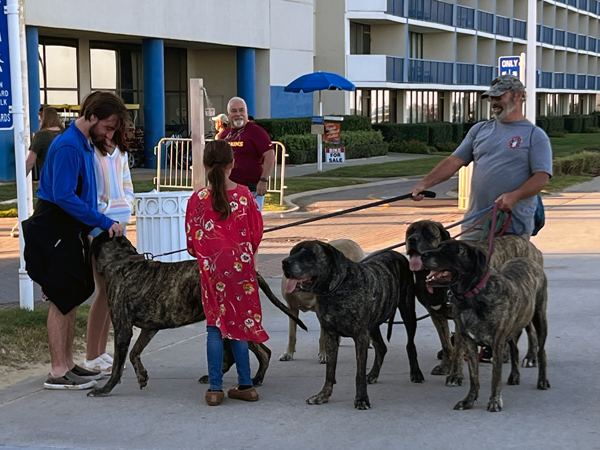 man walking 6 dogs