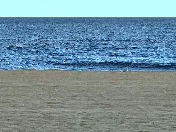 A lone bird in the sand 