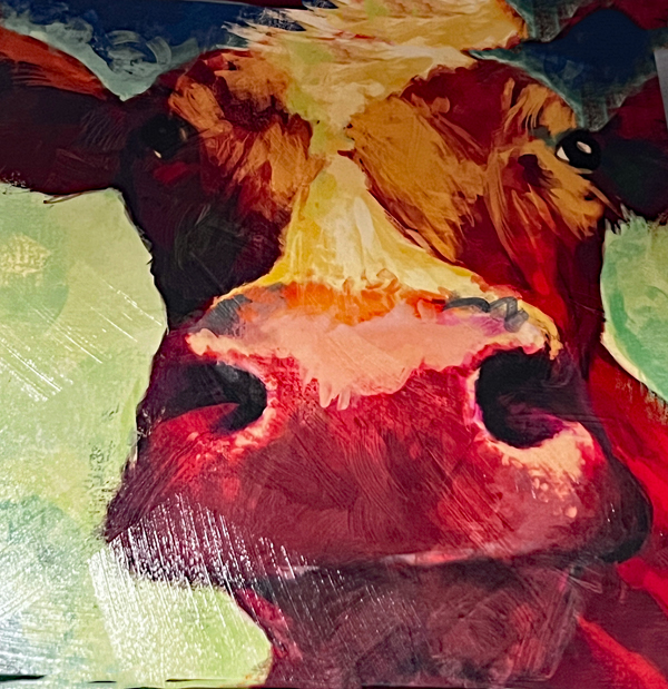 cow photo