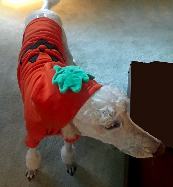 dog  dressed for Halloween