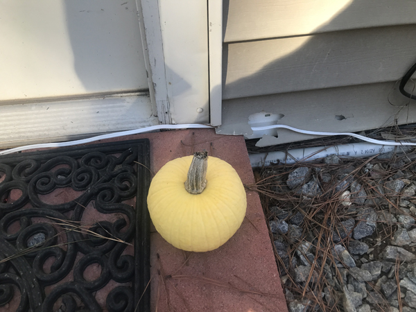 tiny gourd