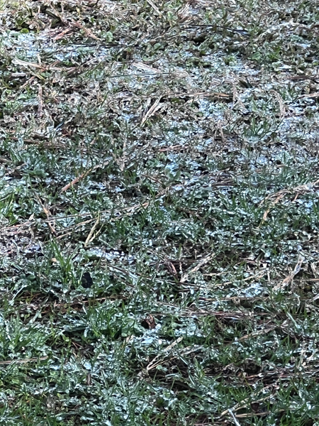 icy grass