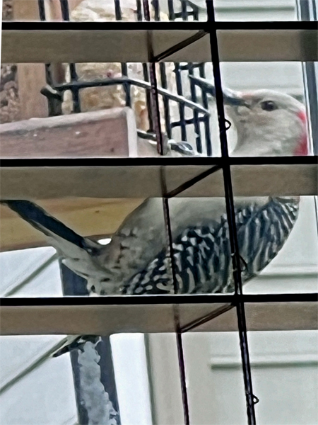 a Red-Headed Woodpecker