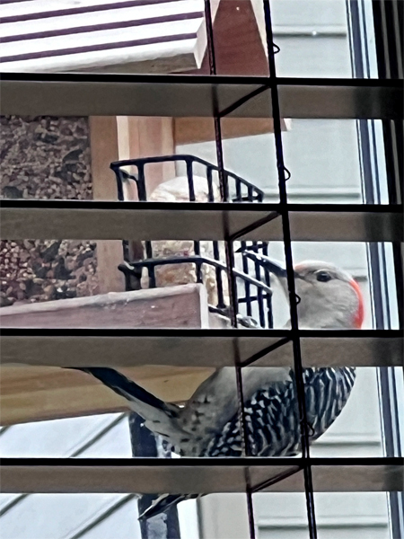 a Red-Headed Woodpecker