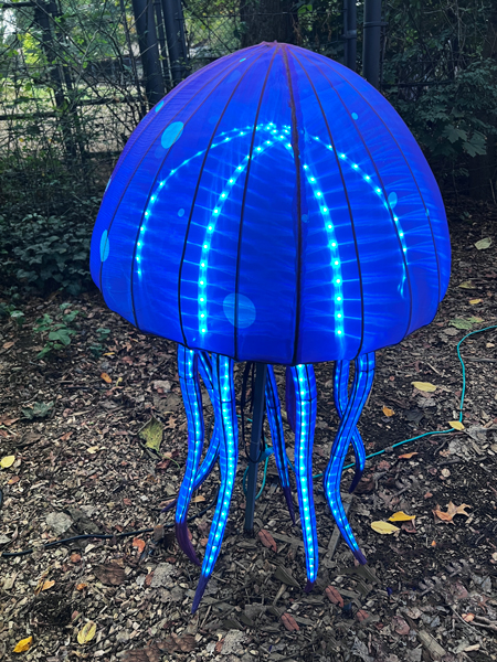 jellyfish