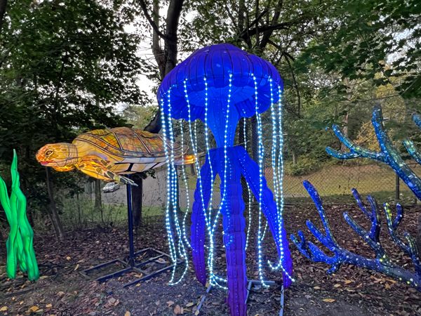 trutle and jellyfish