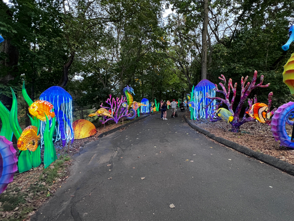 fish, jellyfish and coral