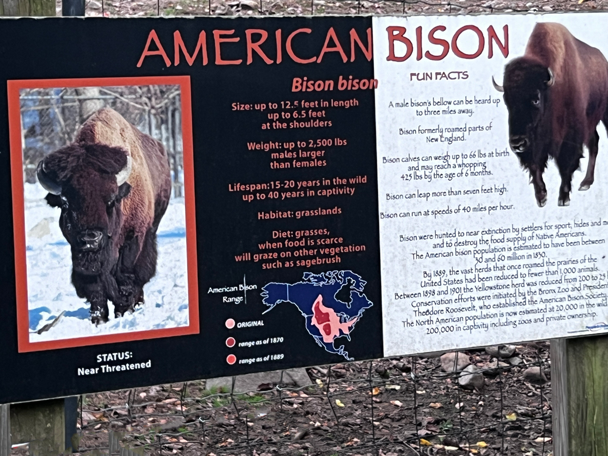 Americann Bison  facts