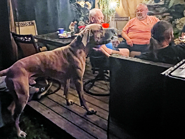 a big dog and the Duquette's