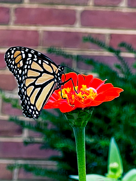flower and butterfly