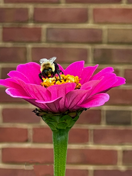 flower and bee