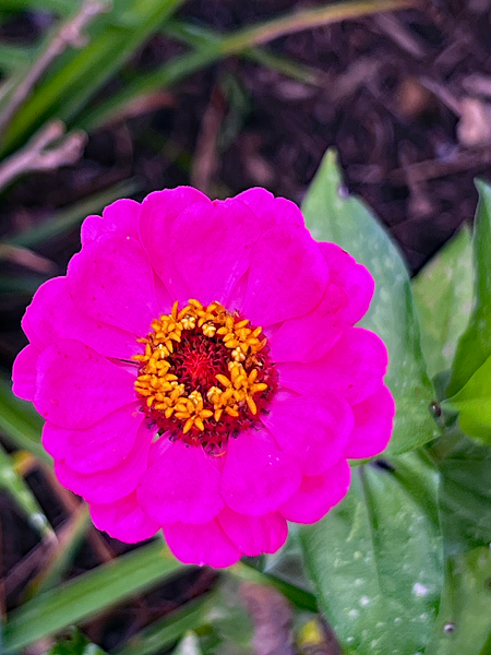 flower